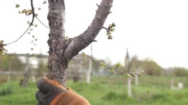 Meyve ağaçlarının bahar süreci. Haşerelerden korunmak için ağaç gövdelerinin beyazlatılması. Bahçe bakımı.