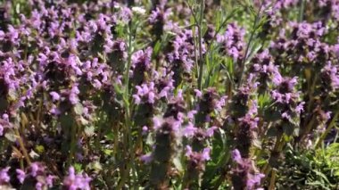 Bumblebee hanımeli çiçeklerinden nektar toplar..