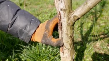 Meyve ağaçlarının bahar süreci. Haşerelerden korunmak için ağaç gövdelerinin beyazlatılması. Bahçe bakımı.
