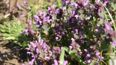 Bumblebee hanımeli çiçeklerinden nektar toplar..