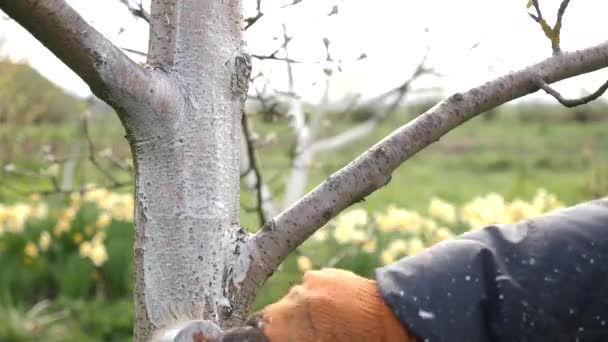 Gyümölcsfák Tavaszi Feldolgozása Fehéríti Fatörzsek Kérgét Hogy Megvédje Kártevőket Kertápolás — Stock videók