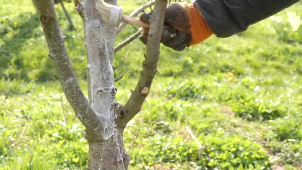 Wiosenne Przetwarzanie Drzew Owocowych Wybielanie Kory Pni Drzew Celu Ochrony — Wideo stockowe
