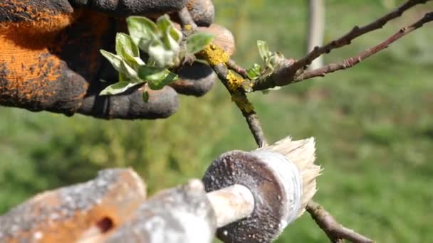 Lime Treatment Bark Fruit Tree Branch Affected Fungal Disease — Stock Video