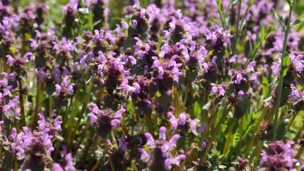 Bumblebee Coleta Néctar Flores Madressilva — Vídeo de Stock