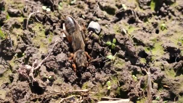 Gryllotalpidae Insect Volle Grond Het Vroege Voorjaar — Stockvideo