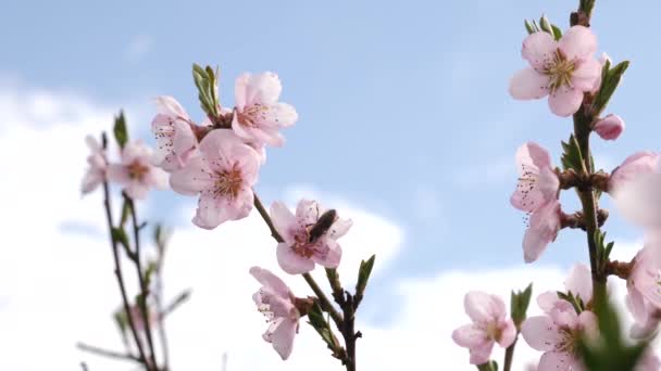 Egy Virágzó Sárgabarack Kora Tavasszal Kertészkedés Kertápolás — Stock videók