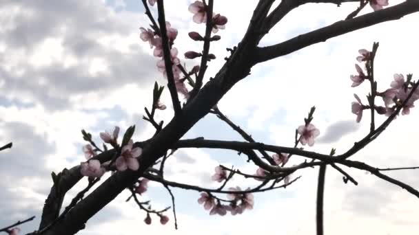 Kwitnące Morelowe Drzewo Wczesną Wiosną Ogrodnictwo Pielęgnacja Ogrodu — Wideo stockowe