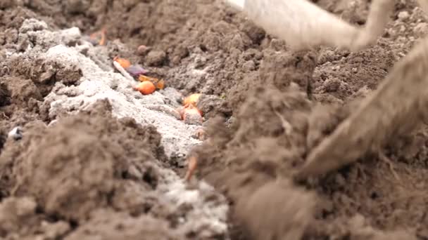 早春に地面にタマネギを植える — ストック動画