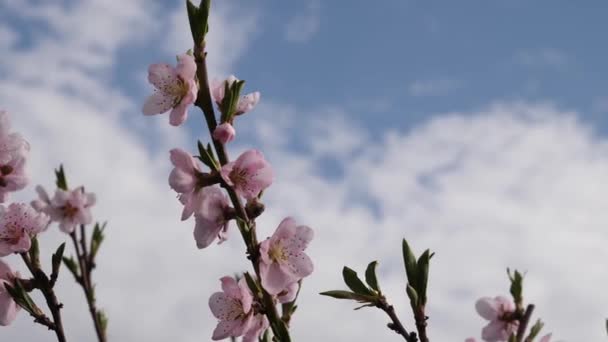 Ett Blommande Aprikosträd Tidigt Våren Trädgårdsarbete Trädgårdsskötsel — Stockvideo