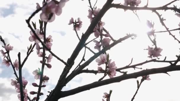 Damasco Florido Início Primavera Jardinagem Cuidado Jardim — Vídeo de Stock