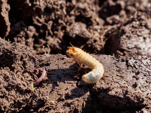 May beetle larva on freshly plowed land.