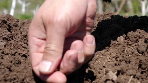 Beetroot Seeds Planted Hand Prepared Chernozem Growing Vegetables — Stock Video