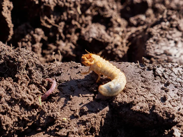 May beetle larva on freshly plowed land.