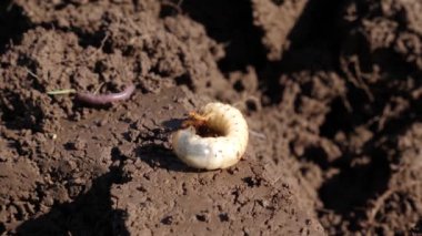 Yeni sürülmüş topraklarda böcek larvası olabilir..