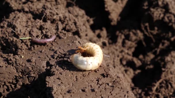 新鮮な耕地の5月の幼虫 — ストック動画