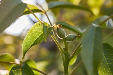 Ağaç dalında yeşil fındık. Ceviz ekimi. Bahçıvanlık.