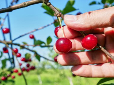 Ağaç dalında olgunlaşmış kirazlar. Meyve bahçesi, kiraz ekimi..