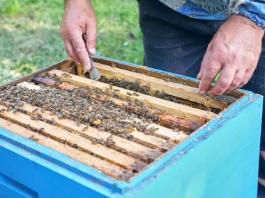 Arı yetiştiricisi arı kovanlarını inceler ve kovandan çıkarır. Arıcılık ve bal üretimi.