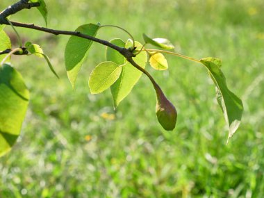 Olgunlaşmamış yeşil bir armut bir ağaç dalına asılı. Bahçıvanlık. Büyüyen armutlar.