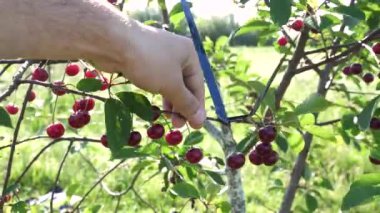 Ağaç dalında olgunlaşmış kirazlar. Meyve bahçesi, kiraz ekimi..