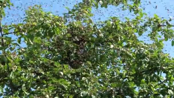 Ένα Σμήνος Μελισσών Πετάει Έξω Από Την Κυψέλη Και Συγκεντρώνεται — Αρχείο Βίντεο