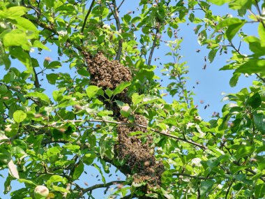 Bir arı sürüsü kovanın dışına uçar ve elma ağacının üzerindeki bir topta konsantre olur. Arıcılık ve bal üretimi kavramı.