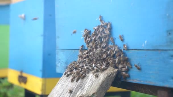 벌통에 주위에 벌들이 있습니다 — 비디오