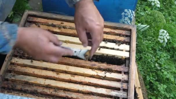Biodlare Inspekterar Bikupor Fyllda Med Honung Och Bin Biodling Och — Stockvideo