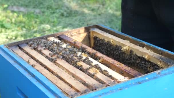 Бджоляр Оглядає Вулики Наповнені Медом Бджолами Виробництво Бджільництва Меду — стокове відео