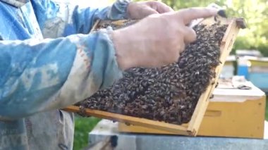 Arı yetiştiricisi arı kovanlarını inceler ve kovandan çıkarır. Arıcılık ve bal üretimi.