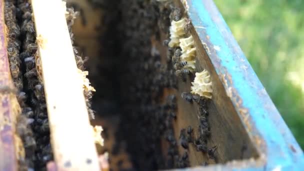 Μελισσοκόμος Επιθεωρεί Πλαίσια Των Μελισσών Αφαιρώντας Από Την Κυψέλη Μελισσοκομία — Αρχείο Βίντεο