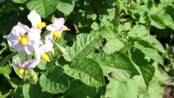 一位农民看着一片马铃薯灌木 叶子上有一只科罗拉多马铃薯甲虫在爬行 对抗科罗拉多甲虫 — 图库视频影像