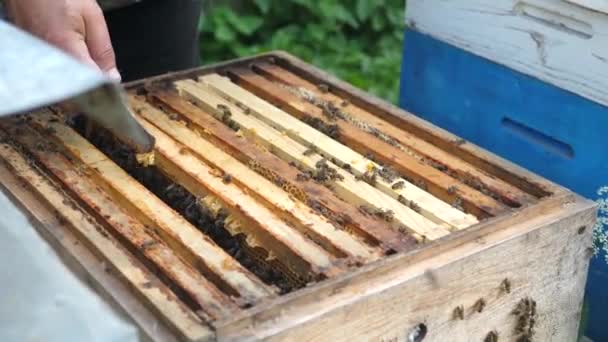 Peternak Lebah Memeriksa Kerangka Lebah Mengeluarkan Mereka Dari Sarang Peternakan — Stok Video