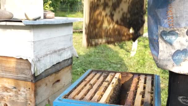 养蜂人检查蜂箱 将蜂箱从蜂箱中取出 养蜂和蜂蜜生产 — 图库视频影像