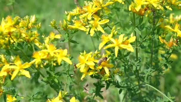 Eine Biene Sammelt Honig Und Propolis Auf Schöllkraut Blüten — Stockvideo