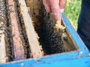 Arı yetiştiricisi arı kovanlarını inceler ve kovandan çıkarır. Arıcılık ve bal üretimi.