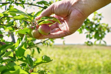 Bir çiftçi olgunlaşmış elma mahsulünü inceler. Bahçıvanlık. Elma yetiştirme.