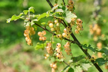 Bir çiftçi olgunlaşan beyaz üzümleri inceliyor. Bahçıvanlık. Beyaz frenk üzümü ekimi.