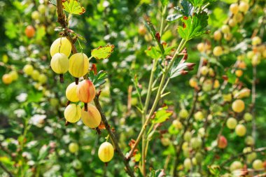 Bir çiftçi olgunlaşmış bektaşi üzümlerini inceliyor. Bahçıvanlık. Bektaşi üzümü yetiştiriyorum.