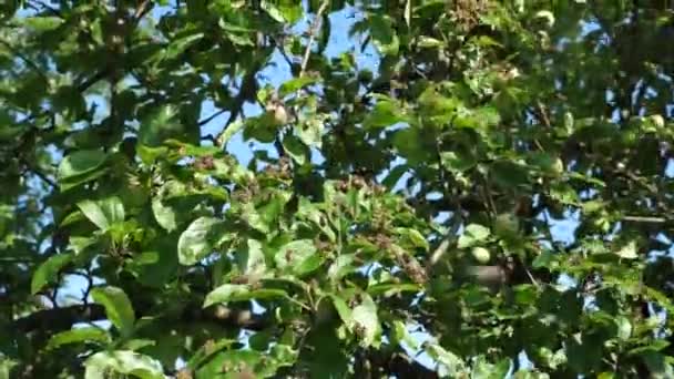 Bir Arı Sürüsü Kovanın Dışına Uçar Elma Ağacının Üzerindeki Bir — Stok video