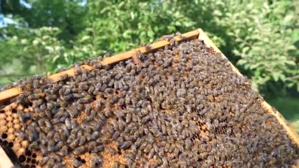 Imker Inspecteert Bijenkaders Haalt Uit Bijenkorf Bijenteelt Honingproductie — Stockvideo