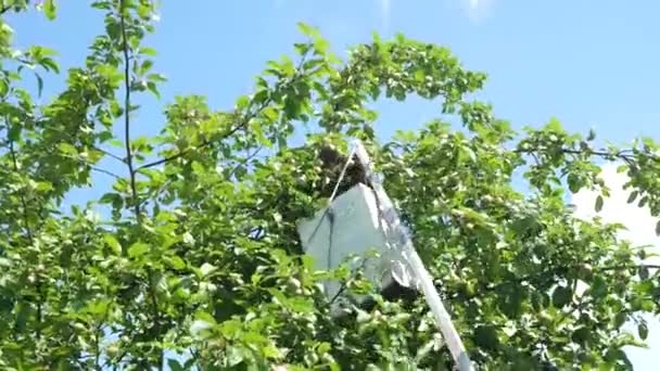 Egy Méhraj Repül Kaptárból Egy Almafára Koncentrál Egy Labdában Méhészet — Stock videók
