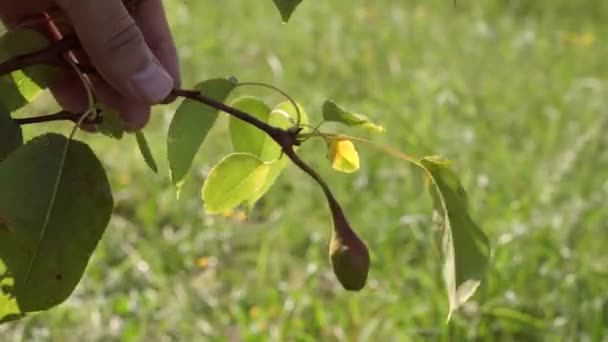 Eine Grüne Unreife Birne Hängt Einem Ast Gartenarbeit Birnenanbau — Stockvideo