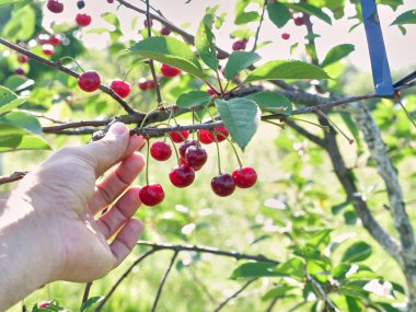Ağaç dalında olgunlaşmış kirazlar. Meyve bahçesi, kiraz ekimi..
