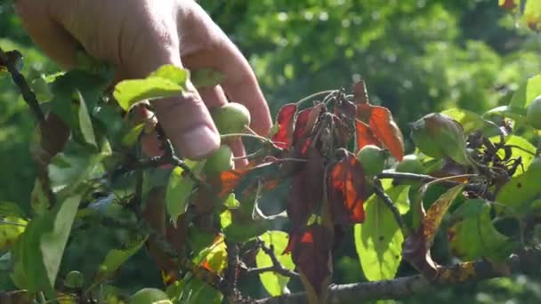 Bir Çiftçi Bir Elma Ağacının Kuru Yapraklarını Inceler Bahçıvanlık Elma — Stok video