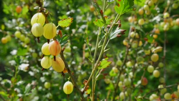 Farmer Inspects Crop Ripening Gooseberries Gardening Growing Gooseberries — Stock Video