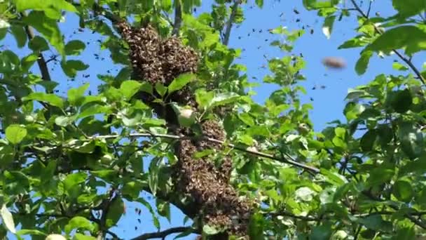 蜂の群れは巣から飛び出て リンゴの木の上のボールに集中します 養蜂と蜂蜜生産の概念 — ストック動画