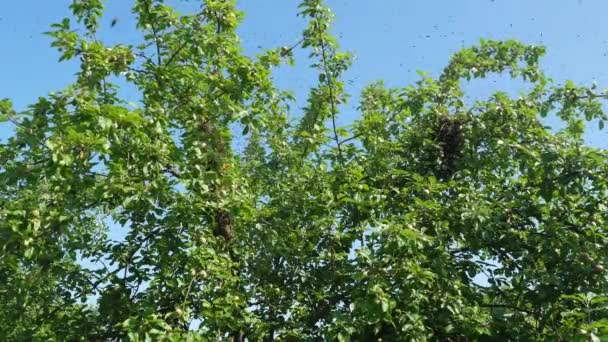 Ein Bienenschwarm Fliegt Aus Dem Stock Und Konzentriert Sich Einem — Stockvideo