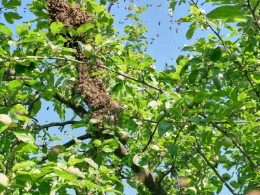 Bir arı sürüsü kovanın dışına uçar ve elma ağacının üzerindeki bir topta konsantre olur. Arıcılık ve bal üretimi kavramı.