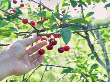 Ağaç dalında olgunlaşmış kirazlar. Meyve bahçesi, kiraz ekimi..